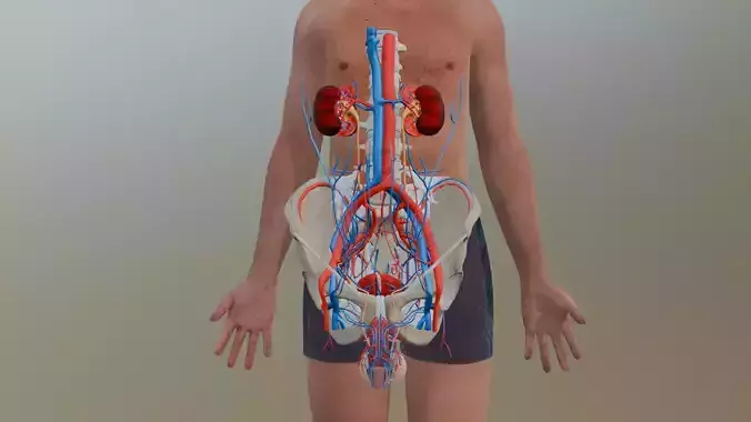 High Quality Male Reproductive and Urinary System Animated 3D model