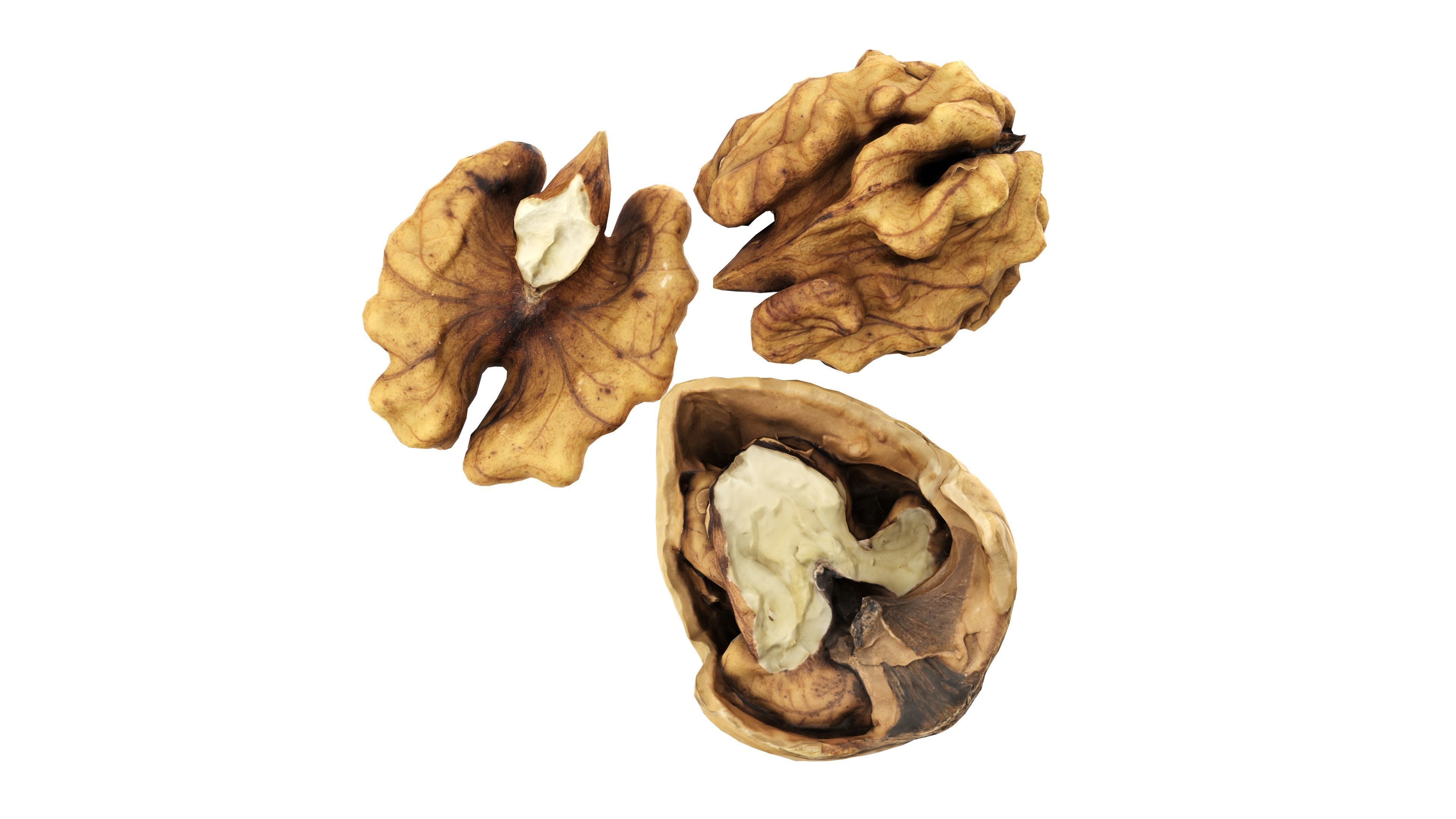 Walnut peeled Low-poly 3D model_5