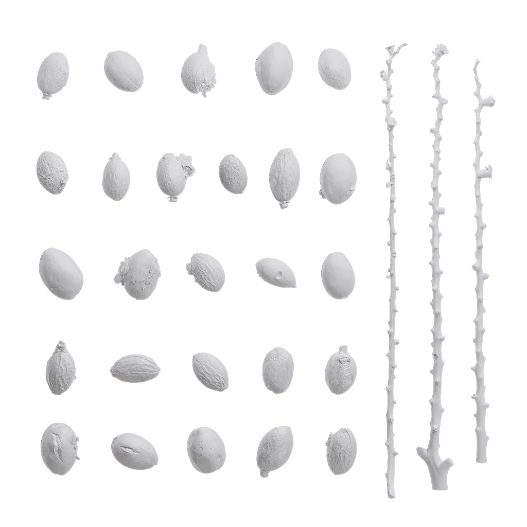 4K Trachycarpus Fortunei Atlas Texture Pack Texture_5