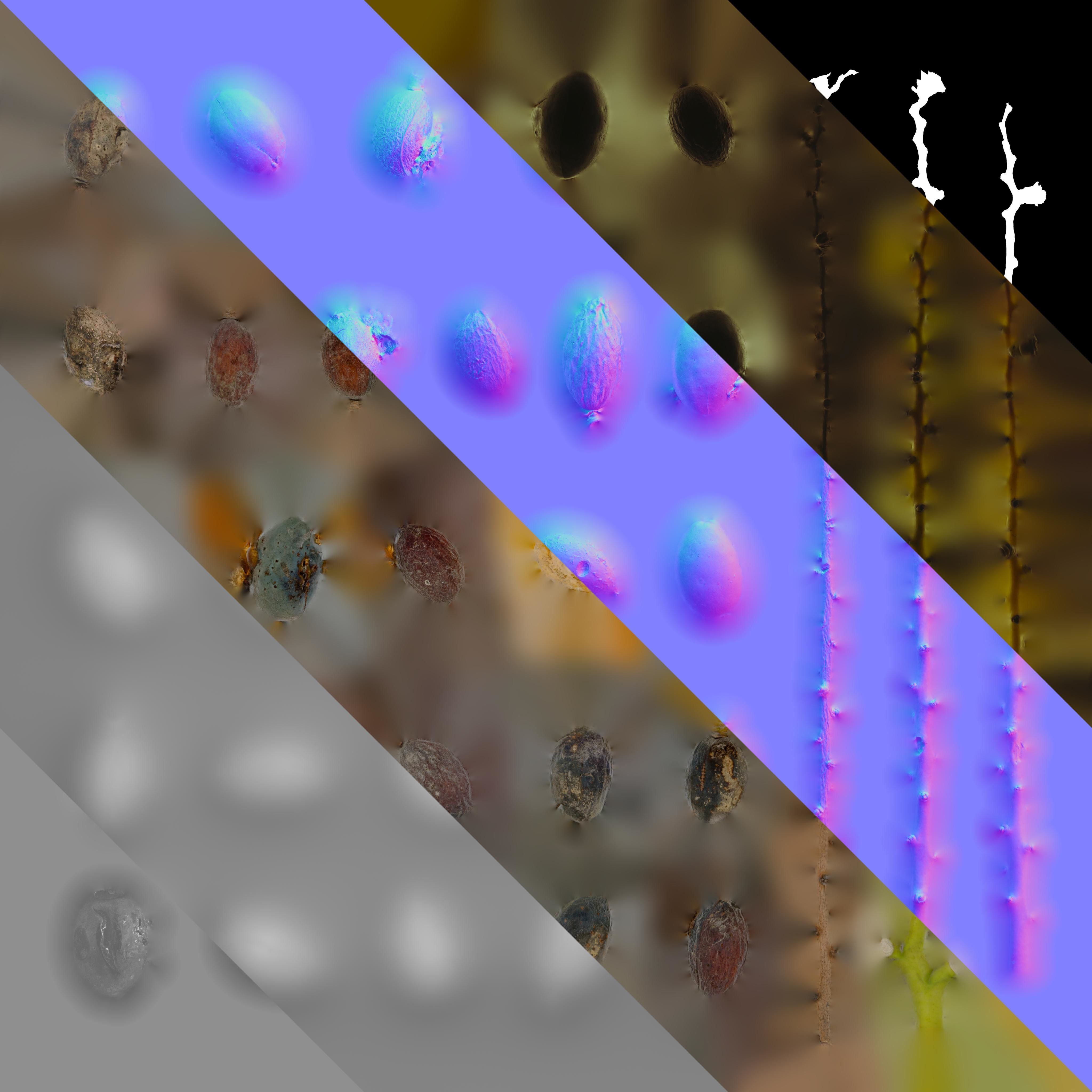 4K Trachycarpus Fortunei Atlas Texture Pack Texture_4