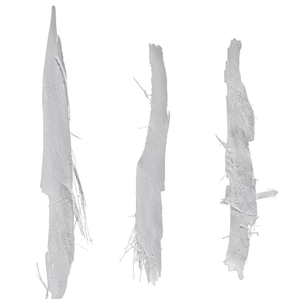 4K Trachycarpus Fortunei Atlas Texture Pack Texture_13