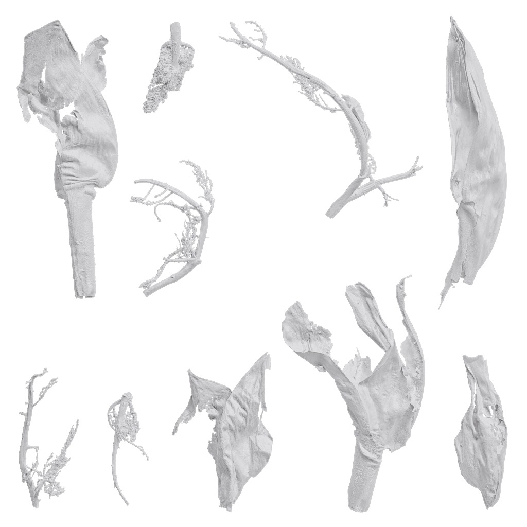 4K Trachycarpus Fortunei Atlas Texture Pack Texture_17