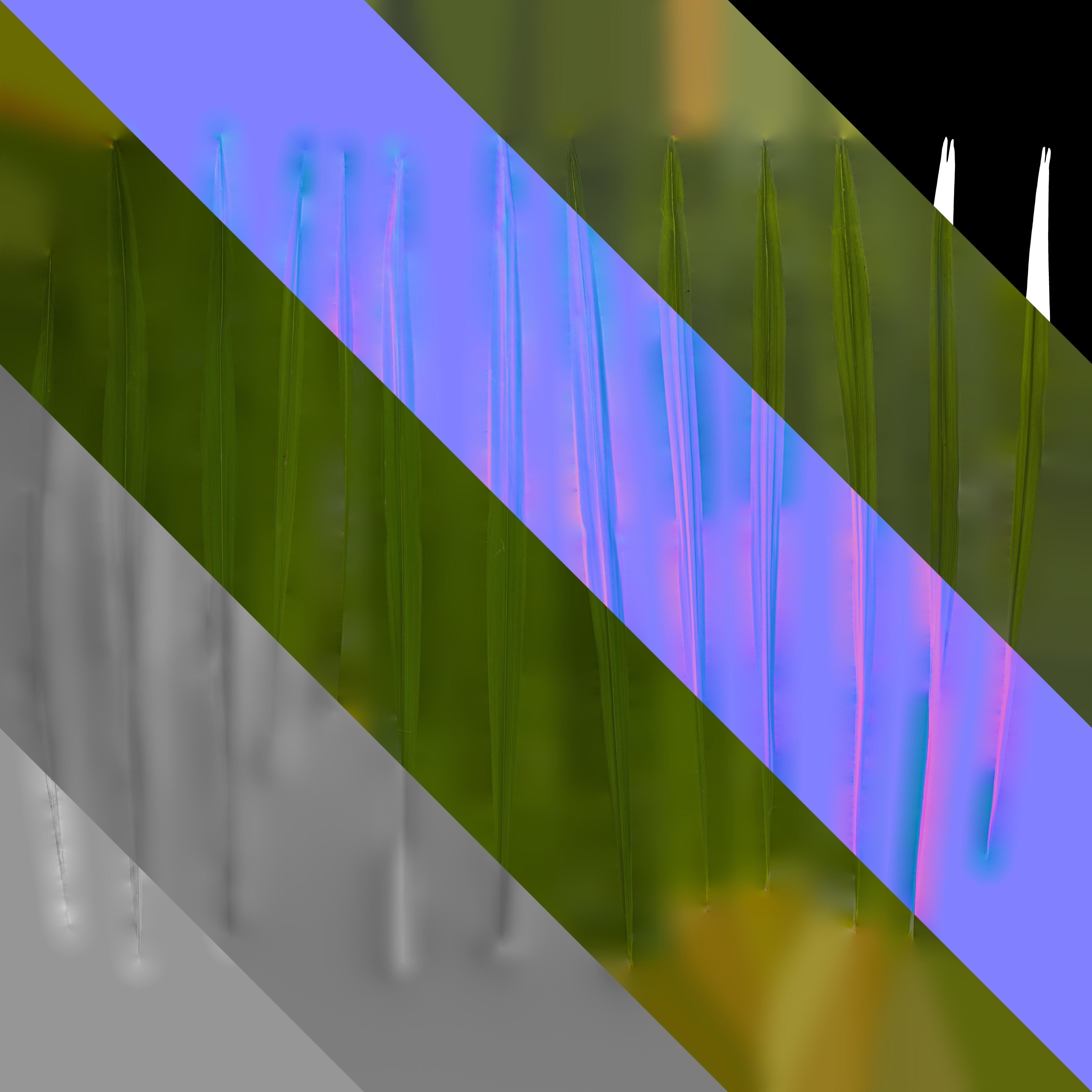 4K Trachycarpus Fortunei Atlas Texture Pack Texture_2