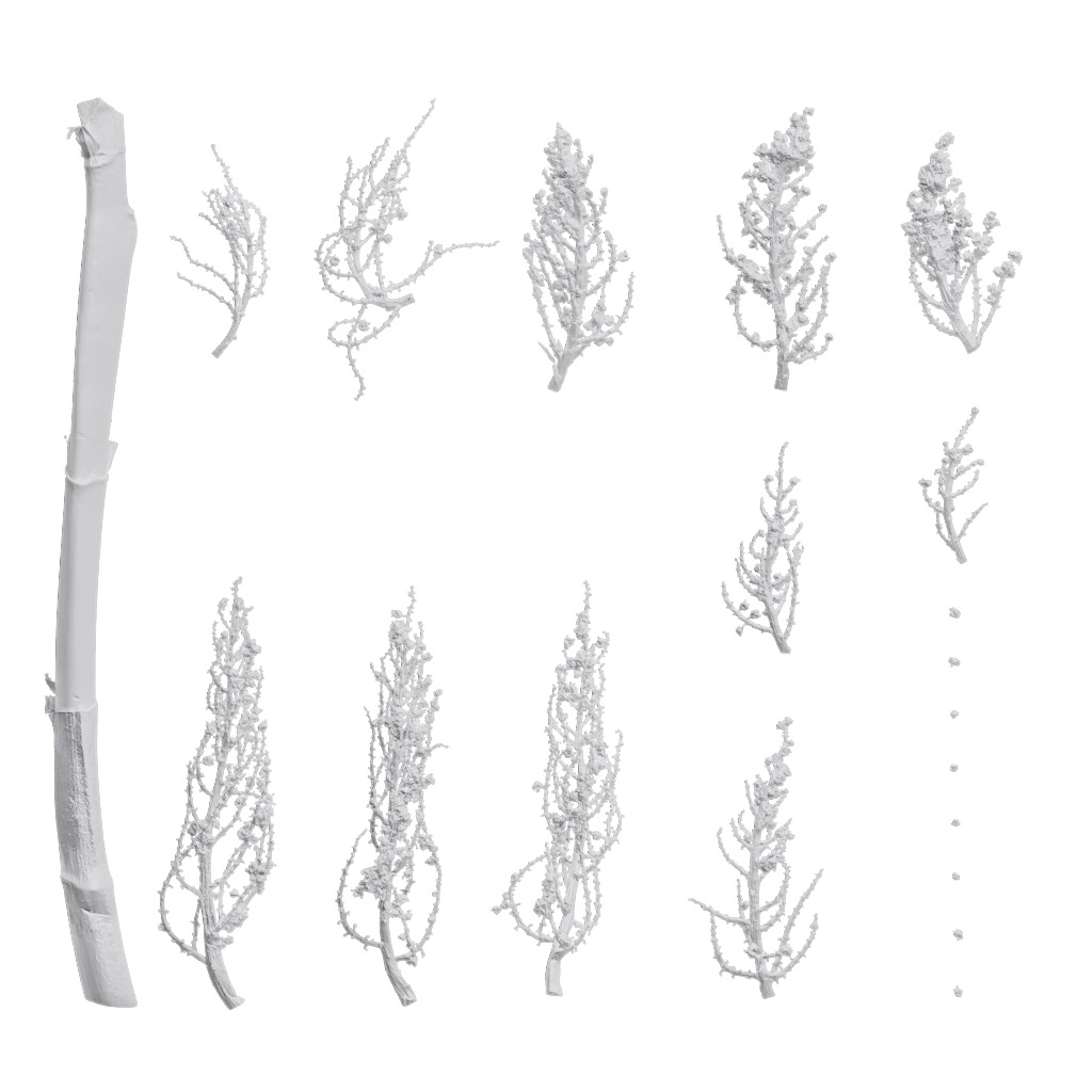 4K Trachycarpus Fortunei Atlas Texture Pack Texture_7