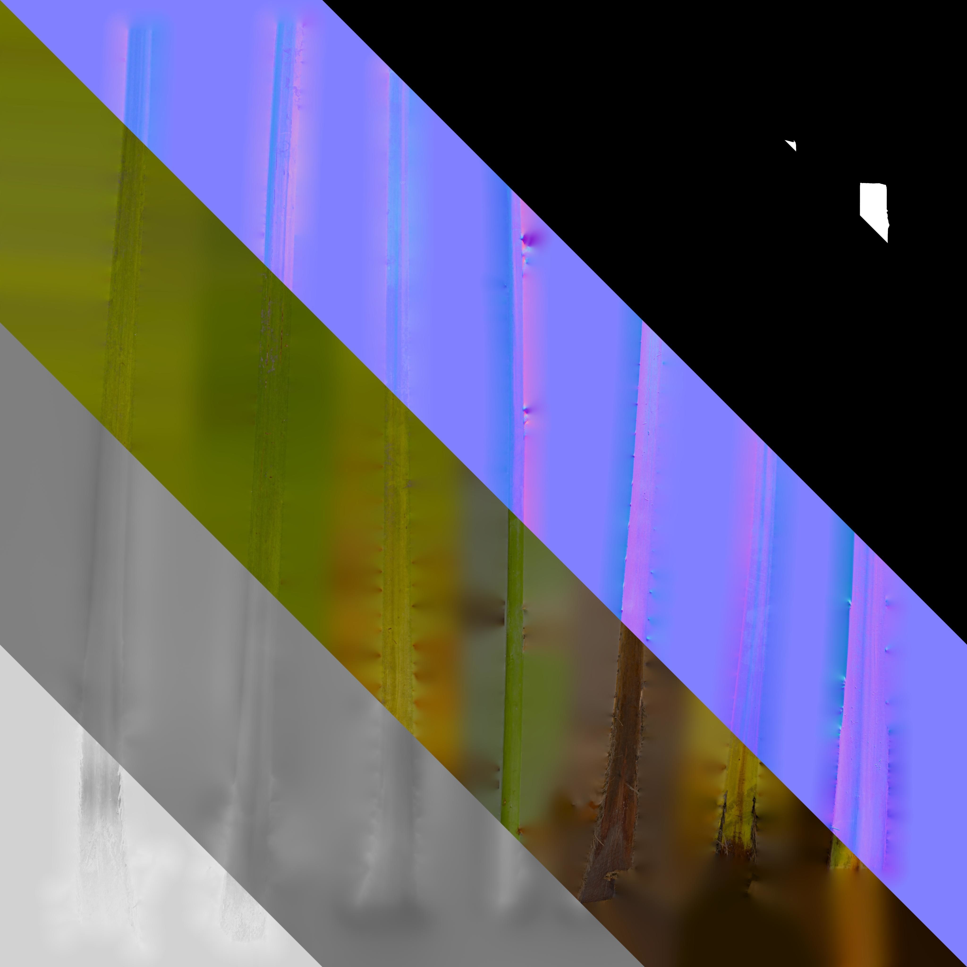 4K Trachycarpus Fortunei Atlas Texture Pack Texture_8