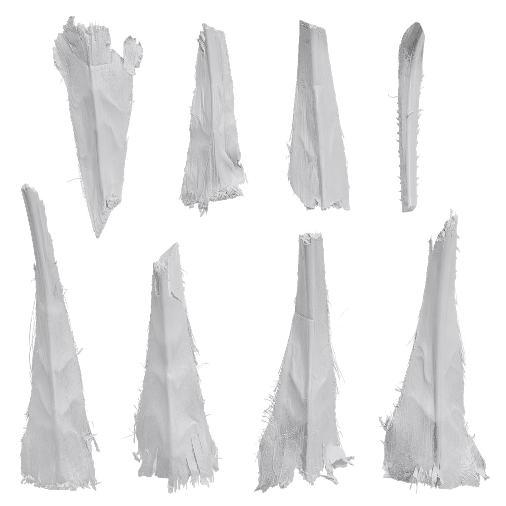 4K Trachycarpus Fortunei Atlas Texture Pack Texture_15