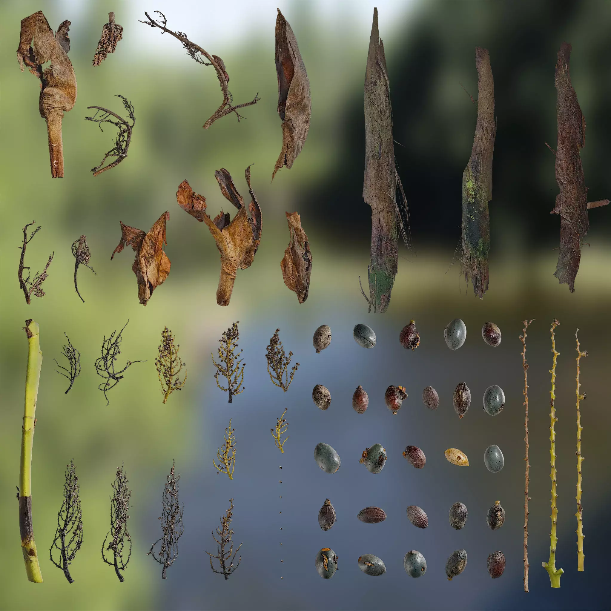 4K Trachycarpus Fortunei Atlas Texture Pack Texture_0