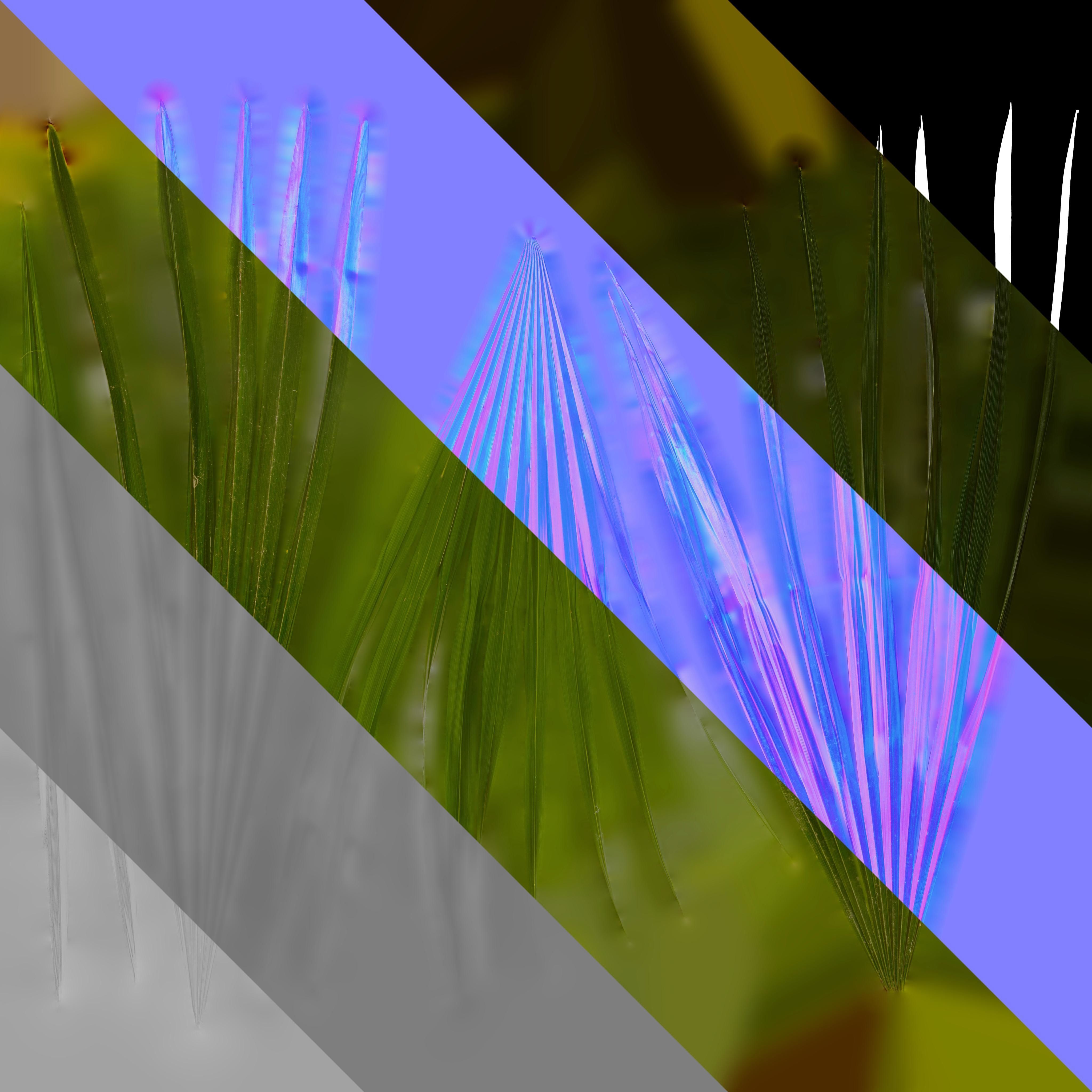 4K Trachycarpus Fortunei Atlas Texture Pack Texture_10