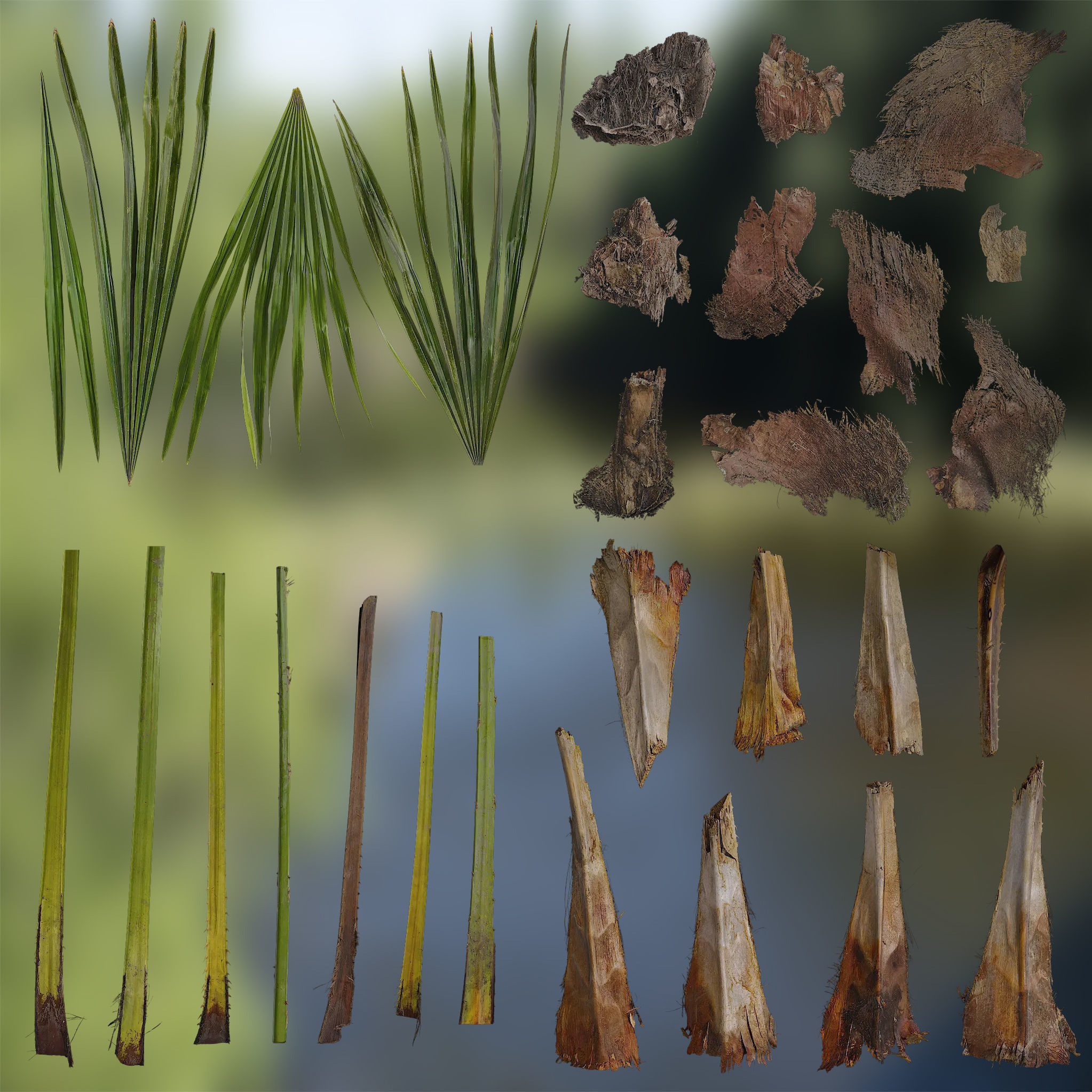 4K Trachycarpus Fortunei Atlas Texture Pack Texture_1