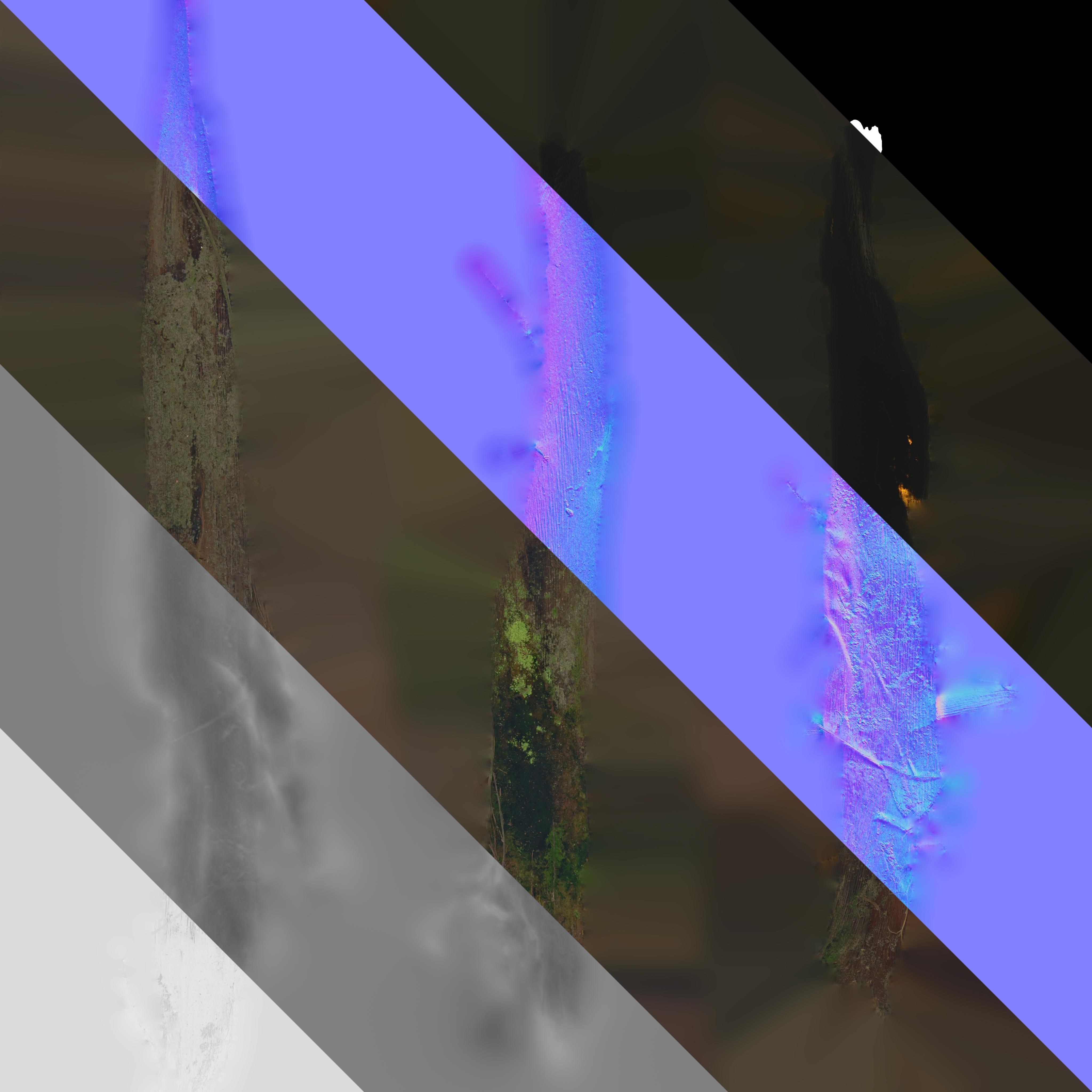 4K Trachycarpus Fortunei Atlas Texture Pack Texture_12