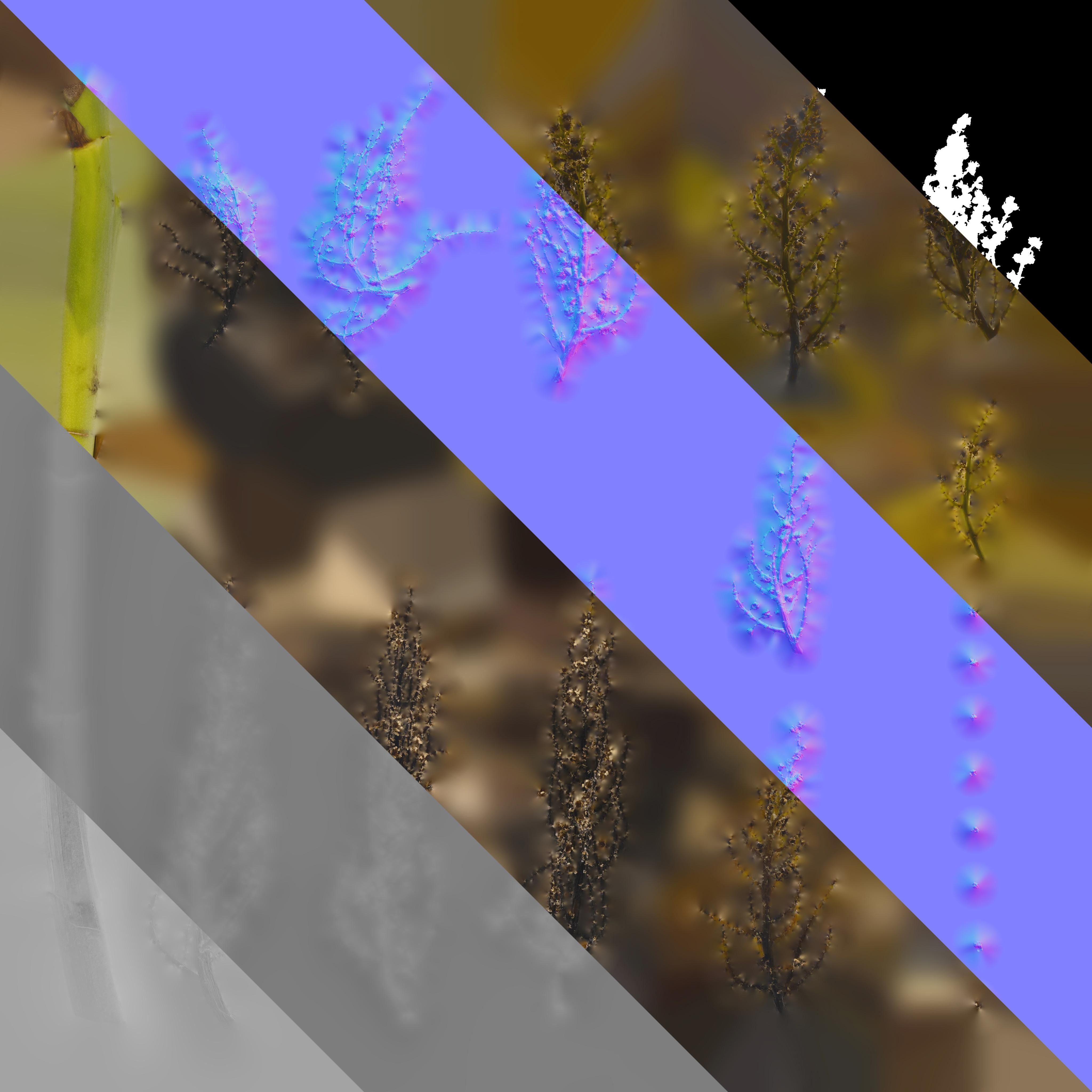 4K Trachycarpus Fortunei Atlas Texture Pack Texture_6