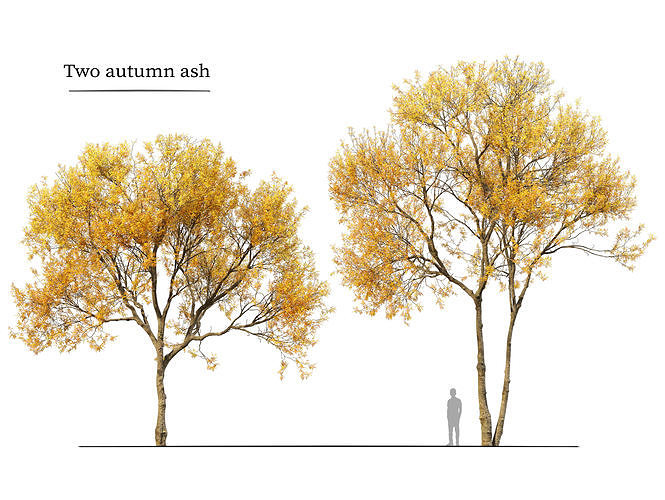 Autumn Ash Tree 05 3D model
