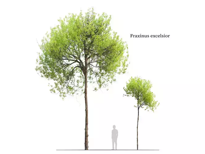 Fraxinus excelsior 04 3D model