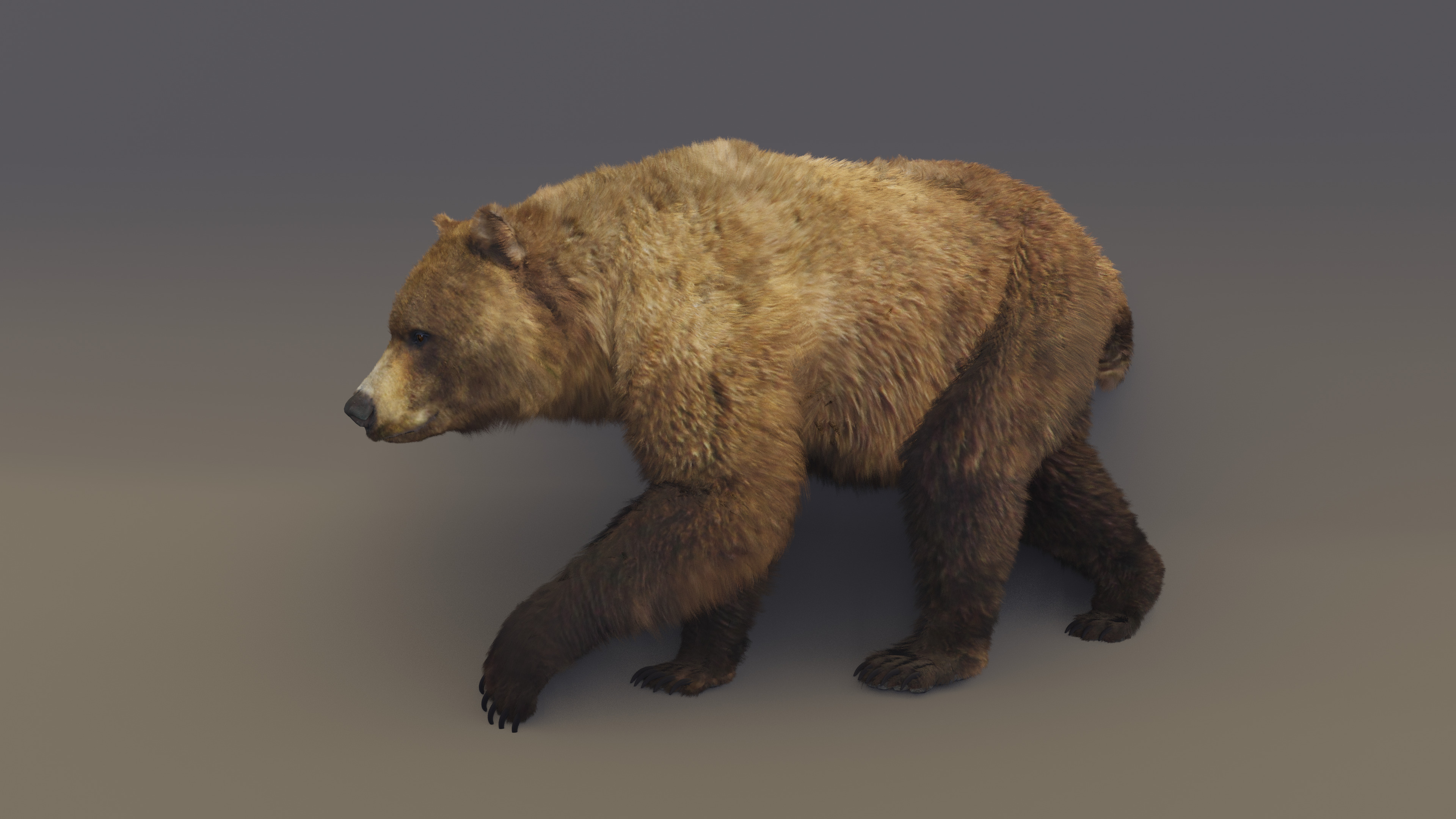 Brown Bear 3D model_4