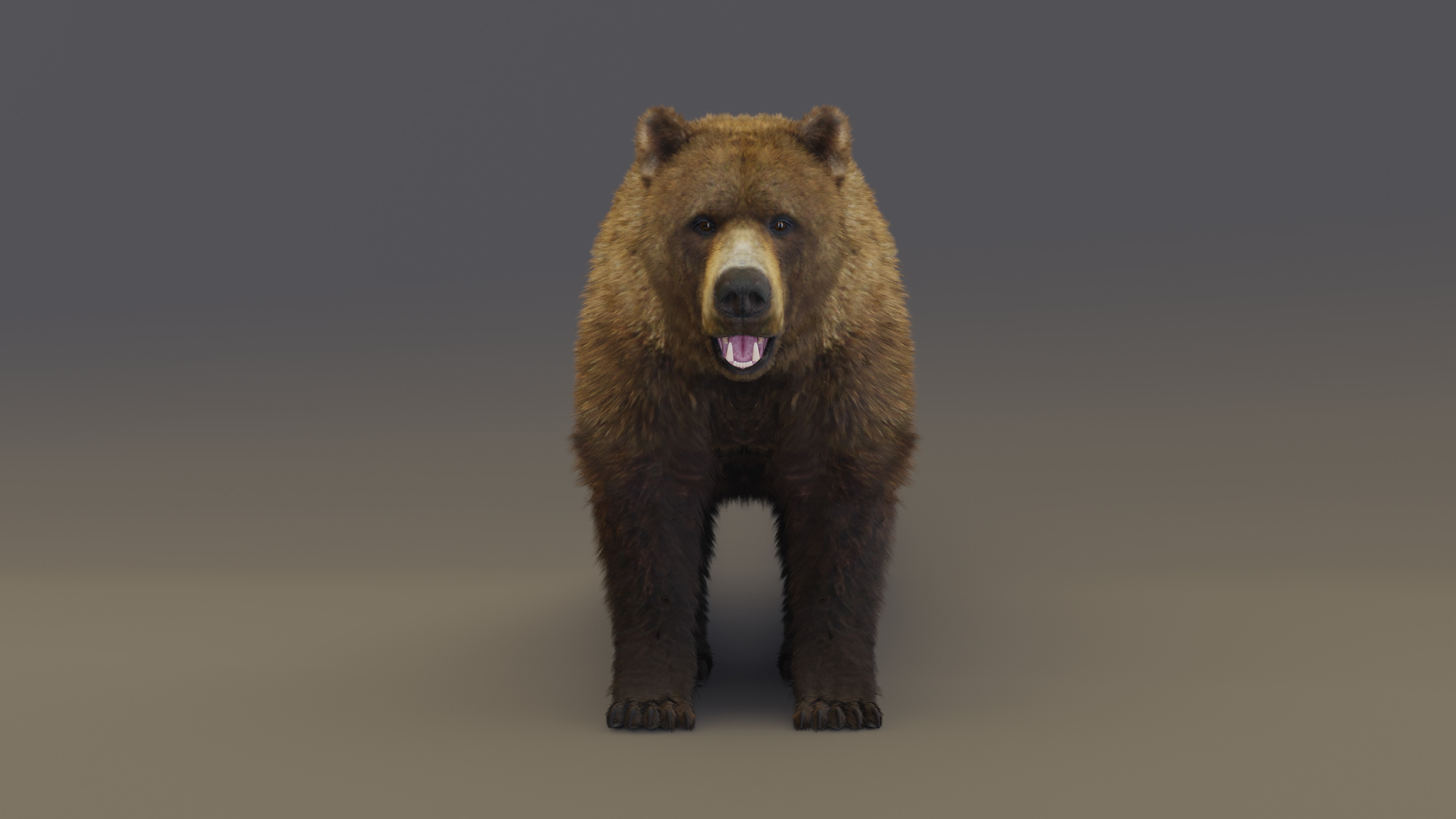 Brown Bear 3D model_2