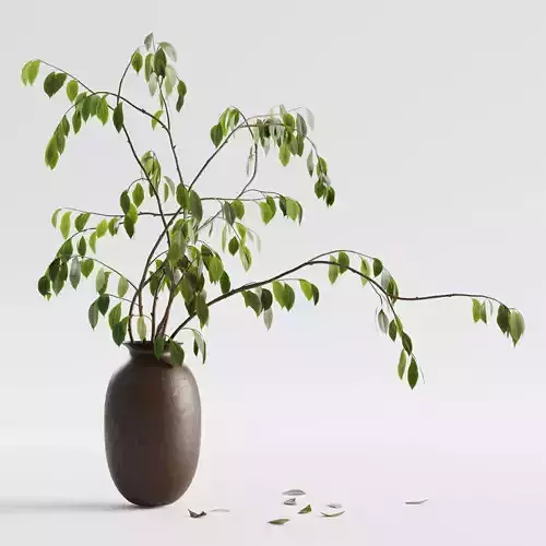 Plant in vase - Morus branch