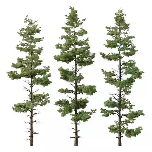 Pinus tree003