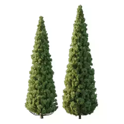 Pinus tree004 3D model