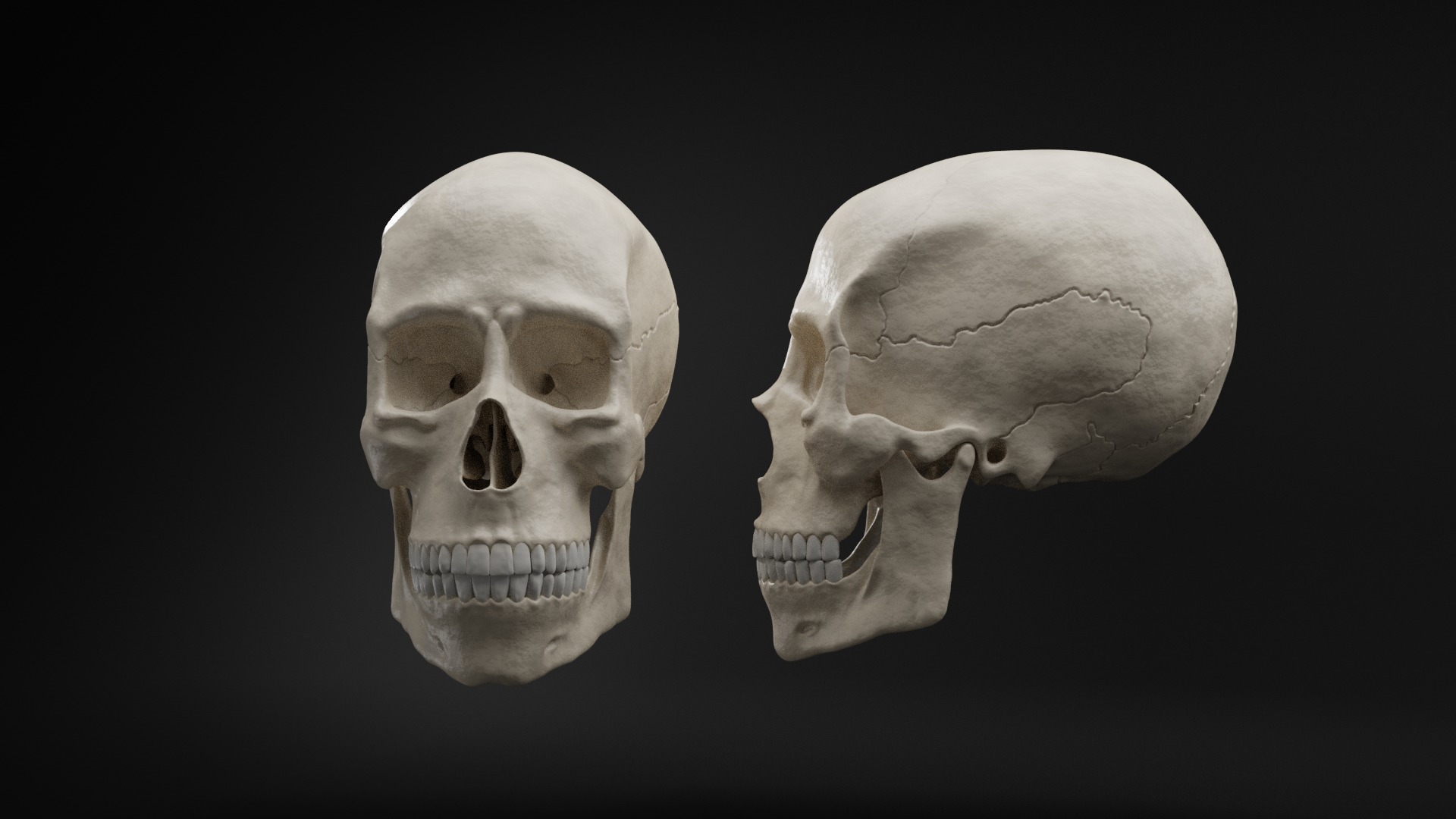 Realistic Human Skull High Poly and Low Poly Versions 3D model_12