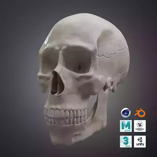 Realistic Human Skull High Poly and Low Poly Versions