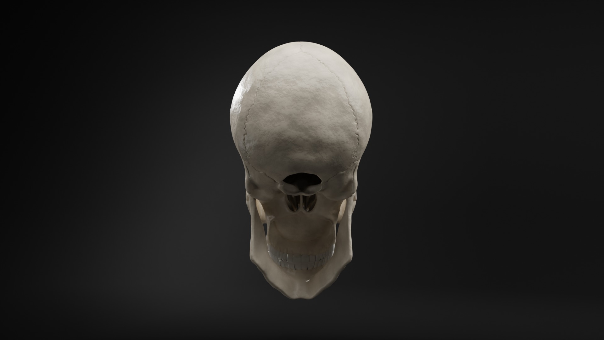 Realistic Human Skull High Poly and Low Poly Versions 3D model_5