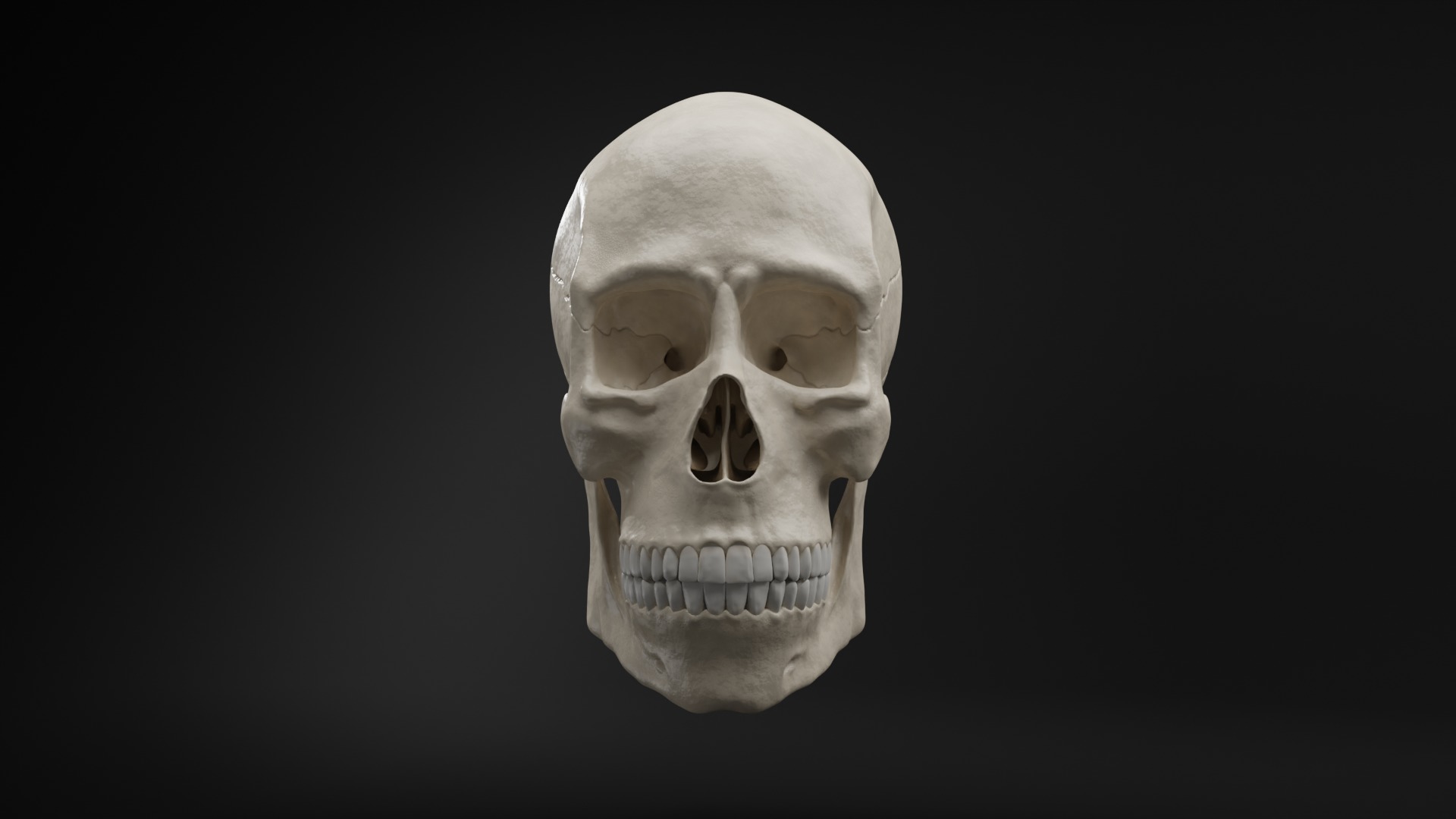 Realistic Human Skull High Poly and Low Poly Versions 3D model_4