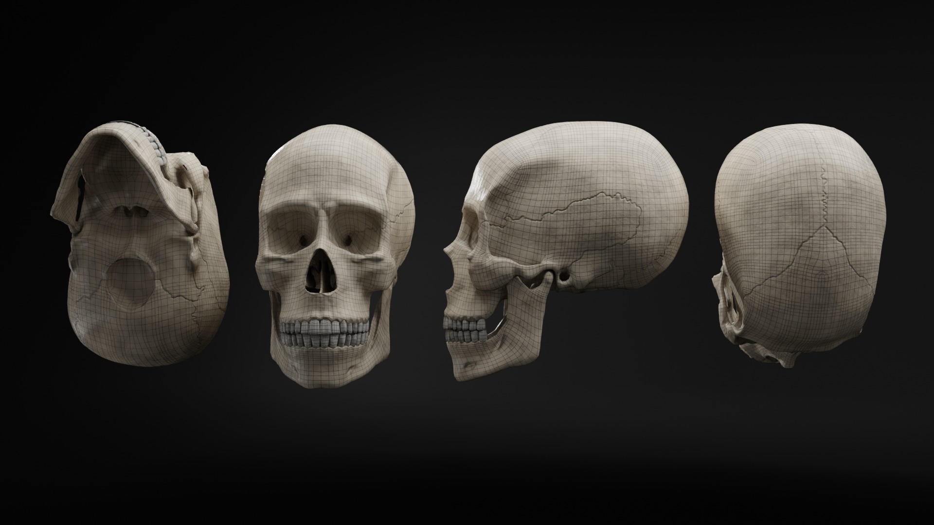 Realistic Human Skull High Poly and Low Poly Versions 3D model_13
