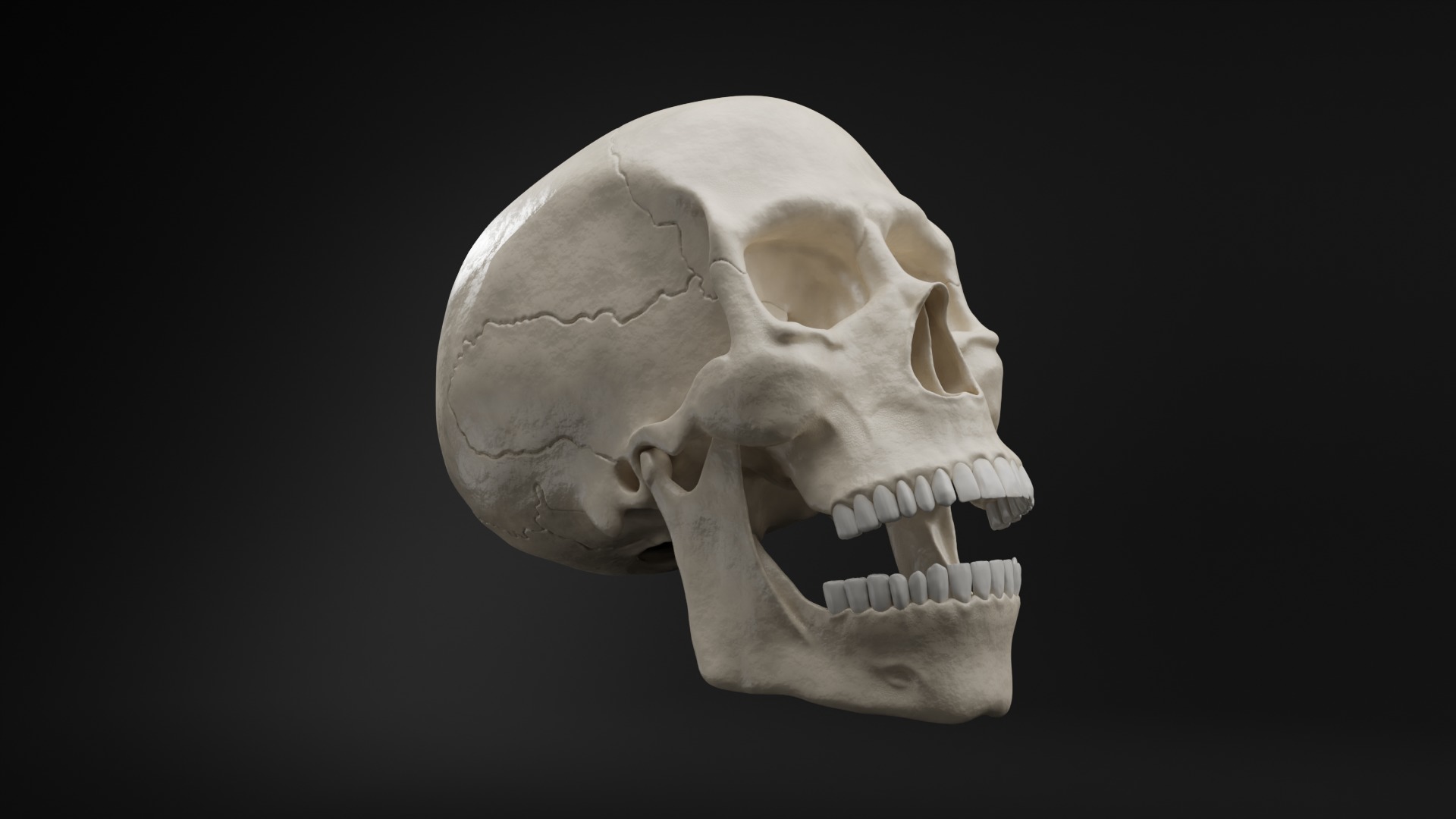 Realistic Human Skull High Poly and Low Poly Versions 3D model_10