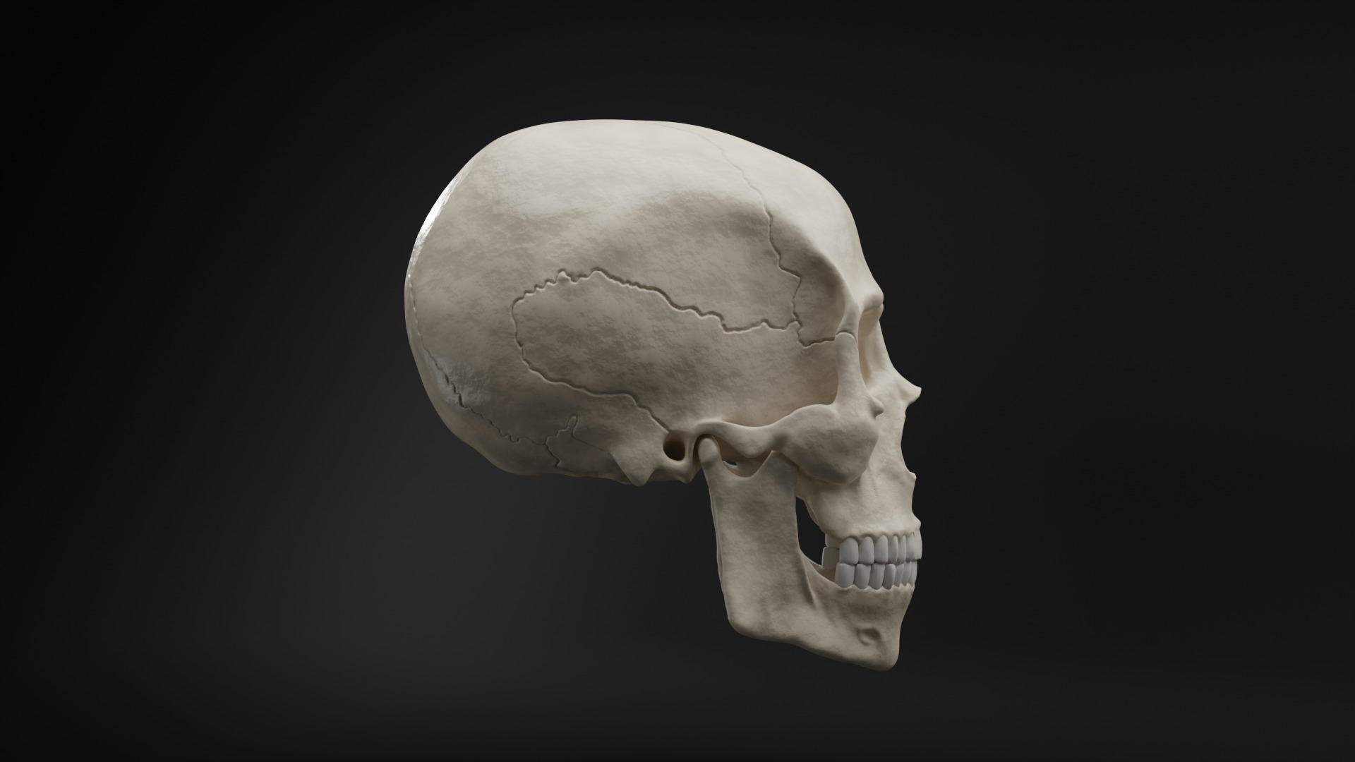 Realistic Human Skull High Poly and Low Poly Versions 3D model_6