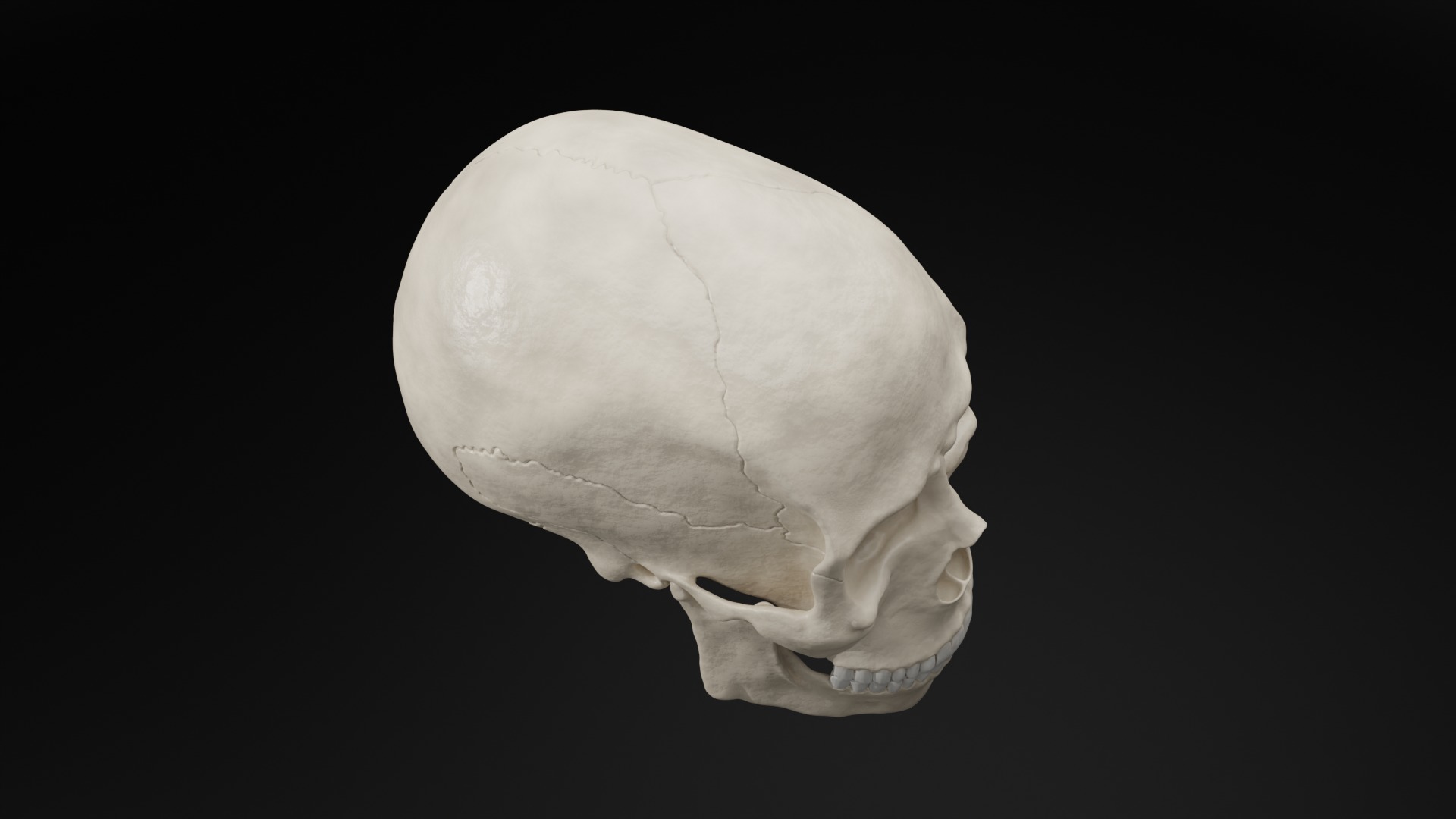 Realistic Human Skull High Poly and Low Poly Versions 3D model_9