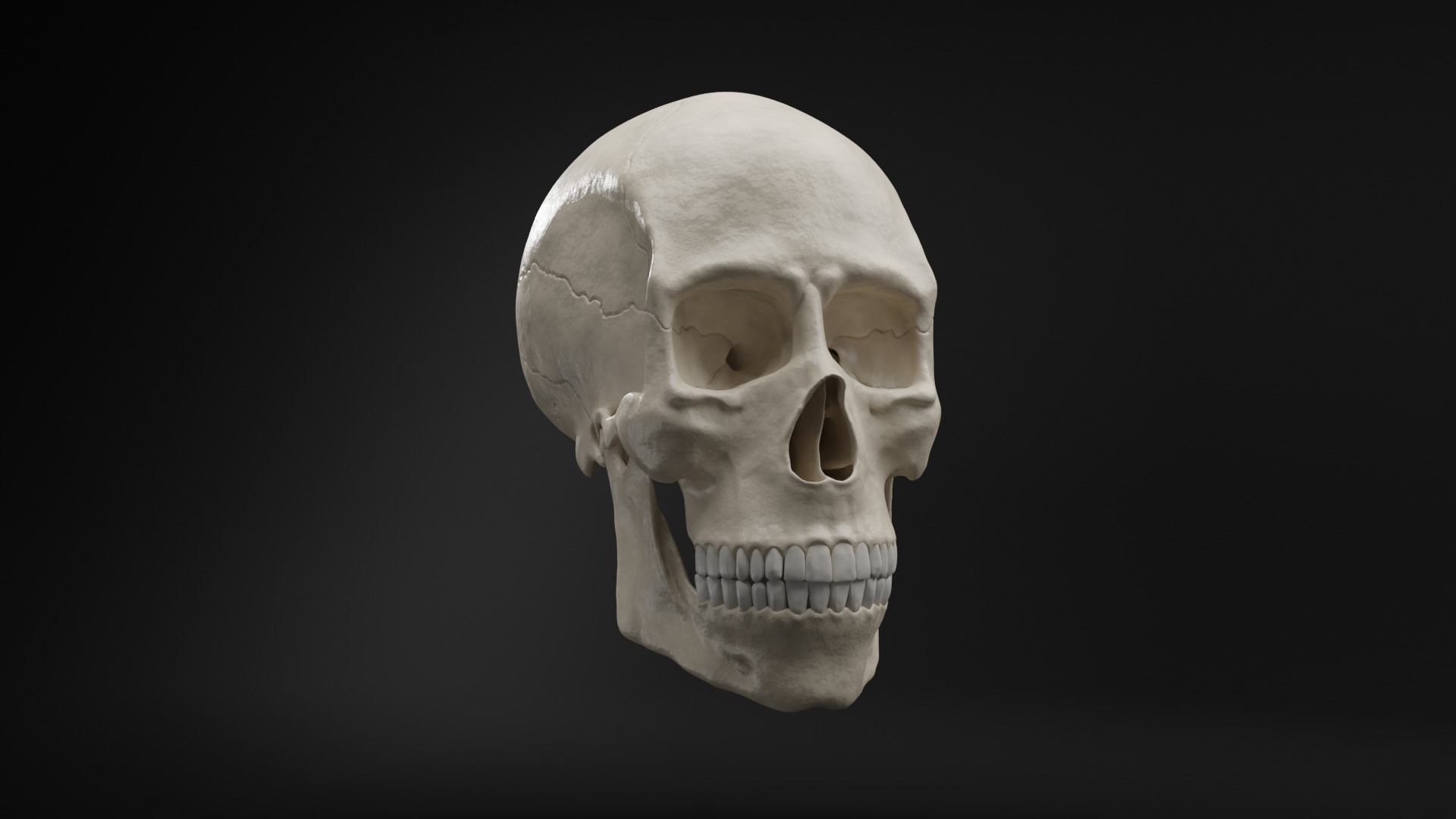 Realistic Human Skull High Poly and Low Poly Versions 3D model_2