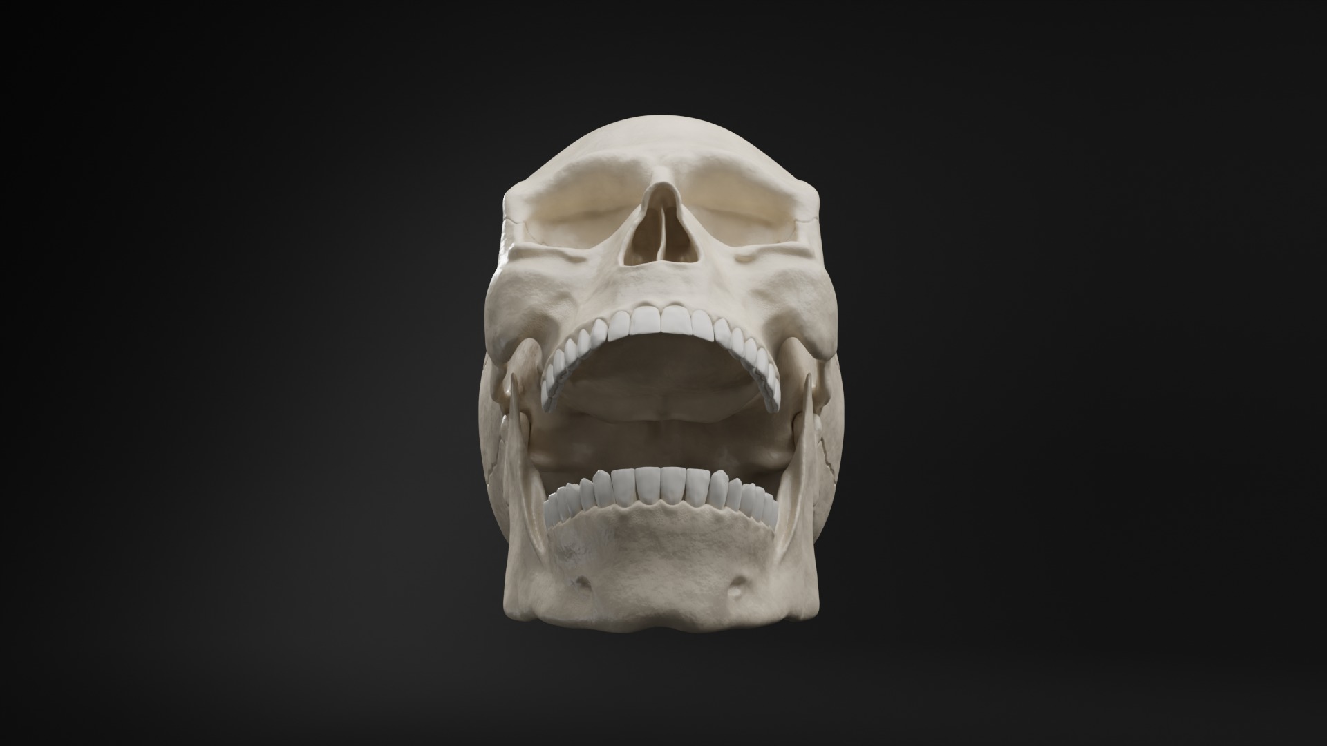 Realistic Human Skull High Poly and Low Poly Versions 3D model_11
