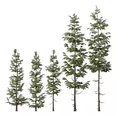 spruce tree007