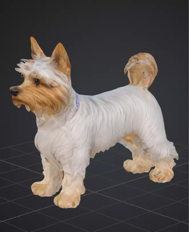 Yorkshire dog 3D model