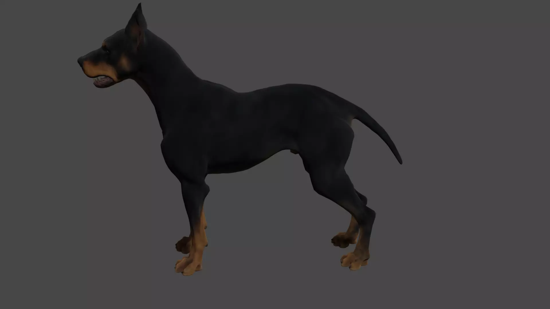 Doberman 3D model_0