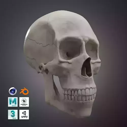 Low-Poly Realistic Human Skull