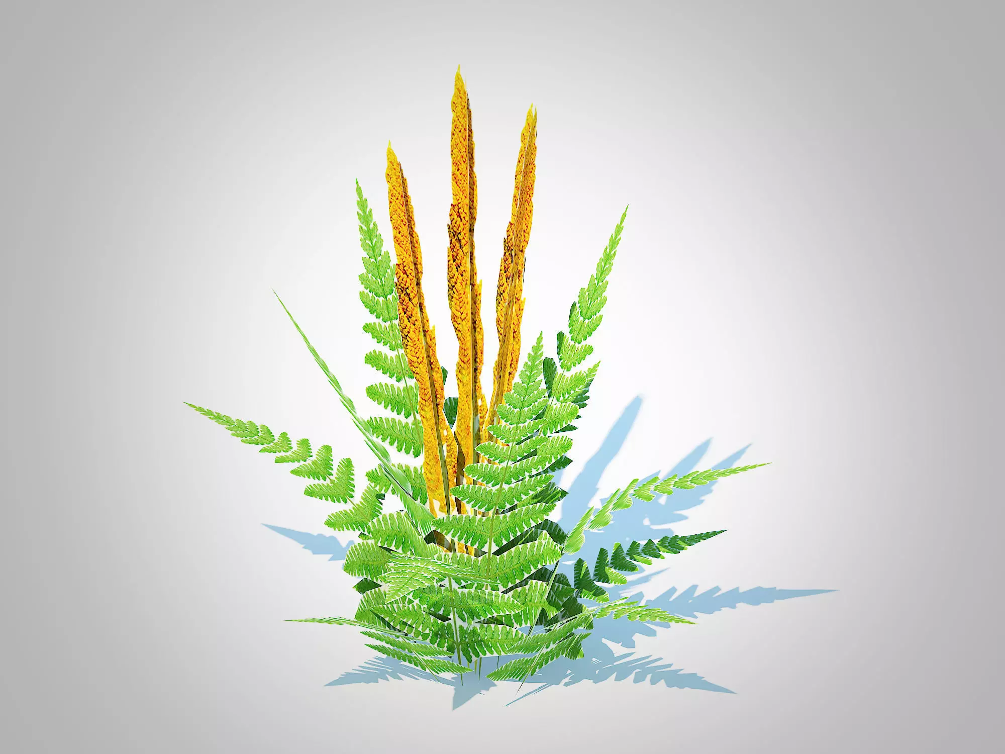plant Osmunda - Cinnamon Fern Low-poly 3D model