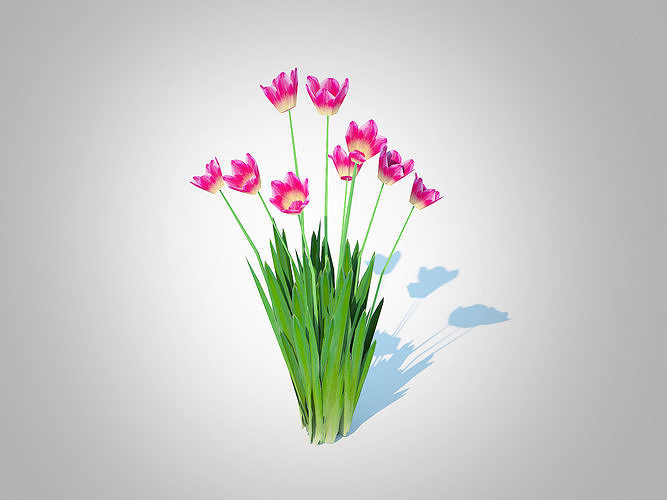 Plant  Tulipa - tulips  Pink  Low-poly 3D model