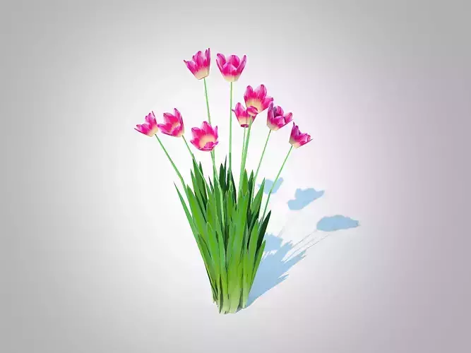Plant  Tulipa - tulips  Pink 