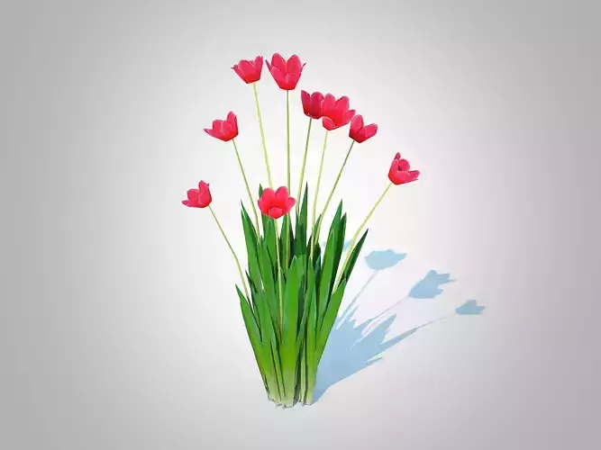 Plant  Tulipa - tulips Red   Low-poly 3D model