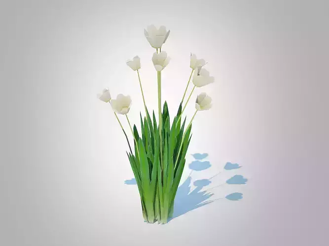Tulipa - tulips White  Low-poly 3D model