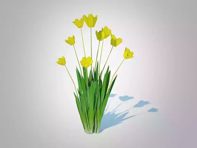  Plant Tulipa - tulips Yellow   Low-poly 3D model