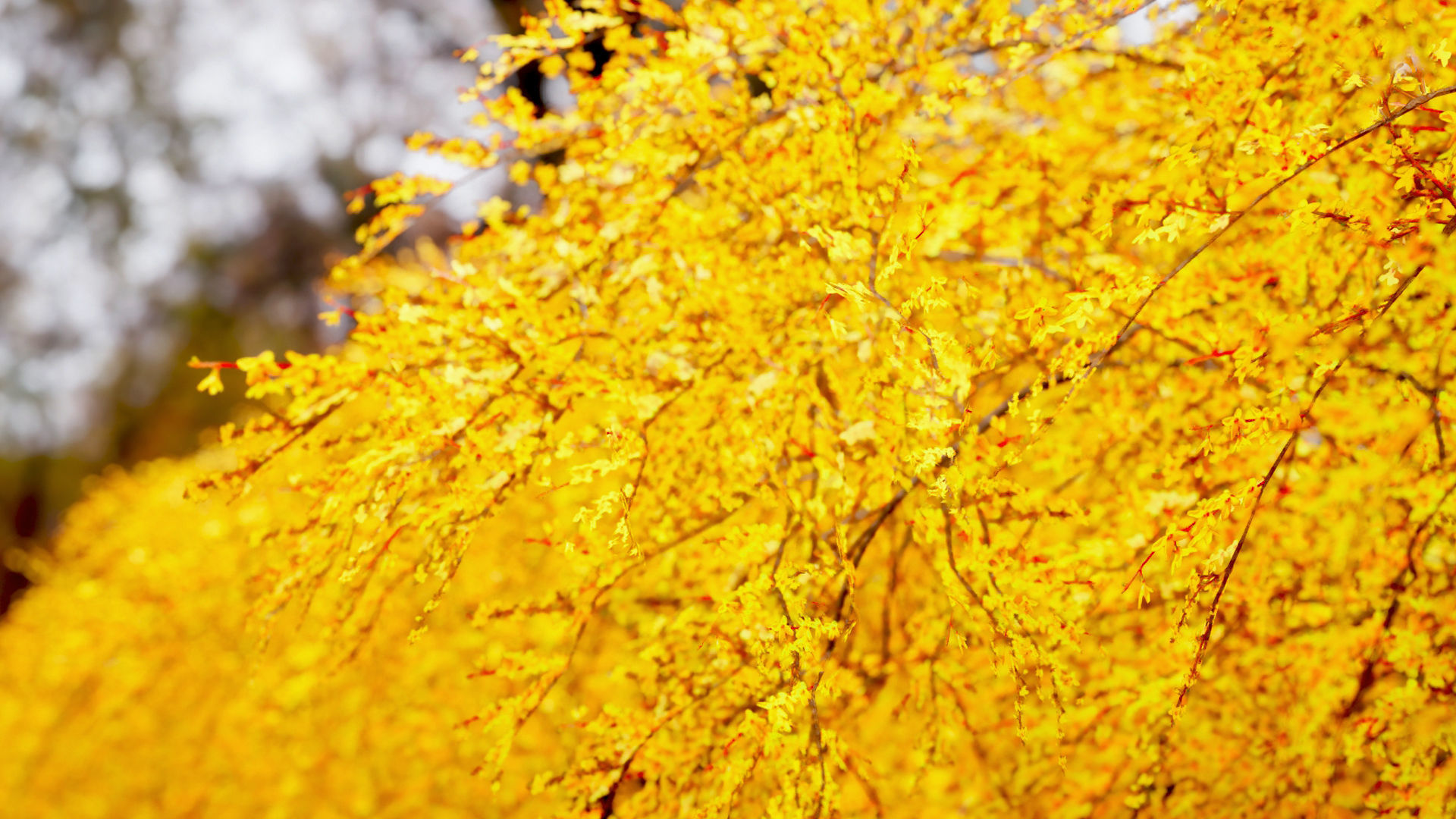 Korean Endemic Species Plant - 8 Korean Gaenari Flower Tree 3D model_3