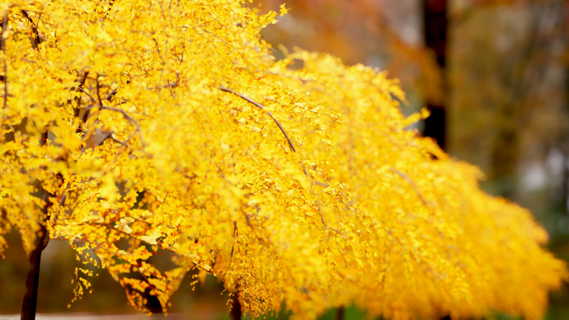 Korean Endemic Species Plant - 8 Korean Gaenari Flower Tree 3D model_1