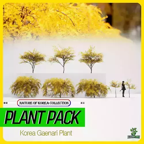 Korean Endemic Species Plant - 8 Korean Gaenari Flower Tree
