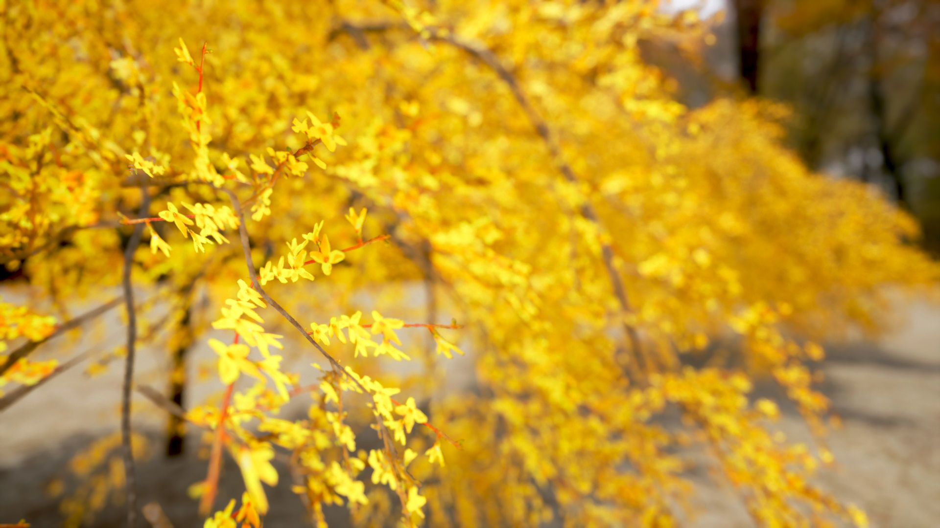 Korean Endemic Species Plant - 8 Korean Gaenari Flower Tree 3D model_2