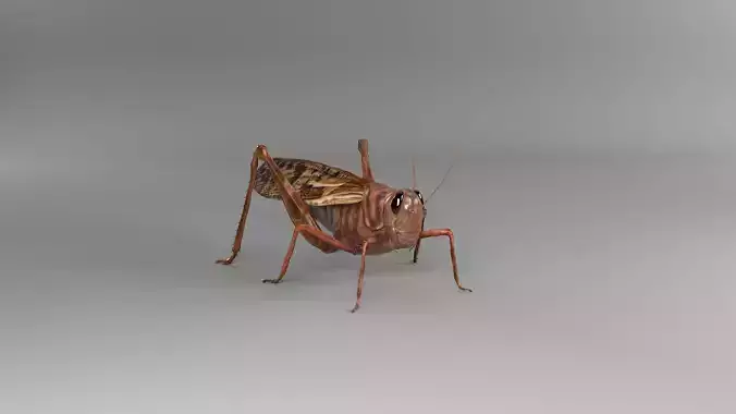 PHOTOREALISTIC RIGGED ANIMATED GRASSHOPPER