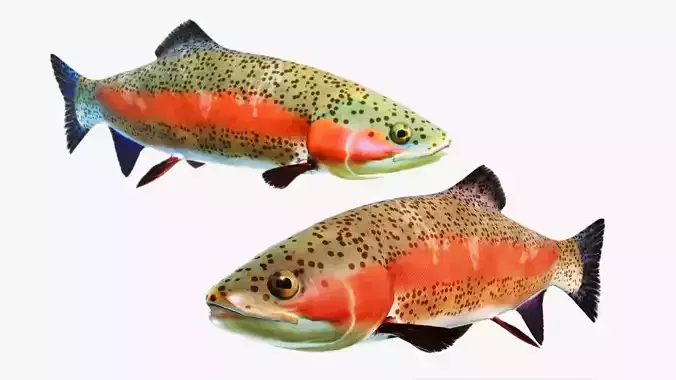 Rainbow Trout Low-poly 3D model