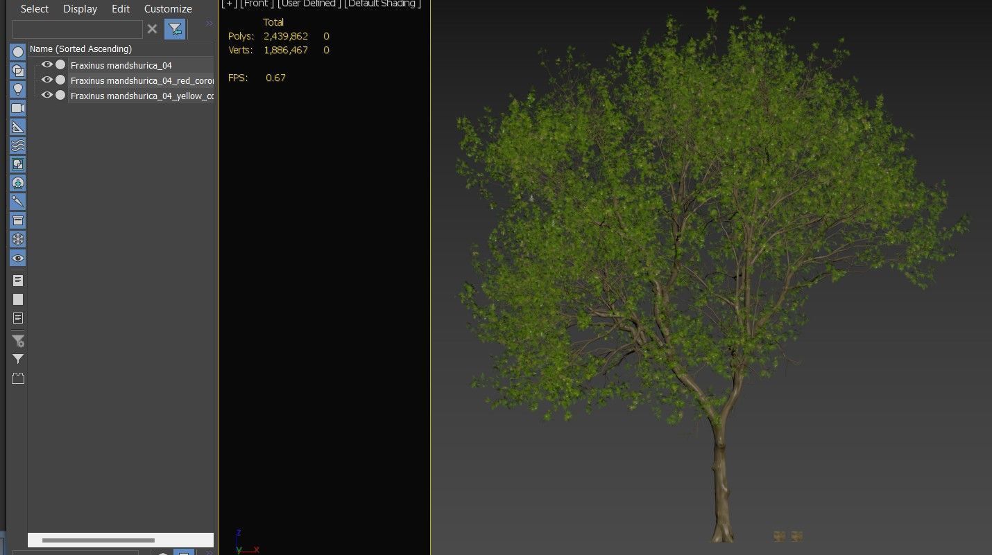 Fraxinus mandschurica 04 3D model_6