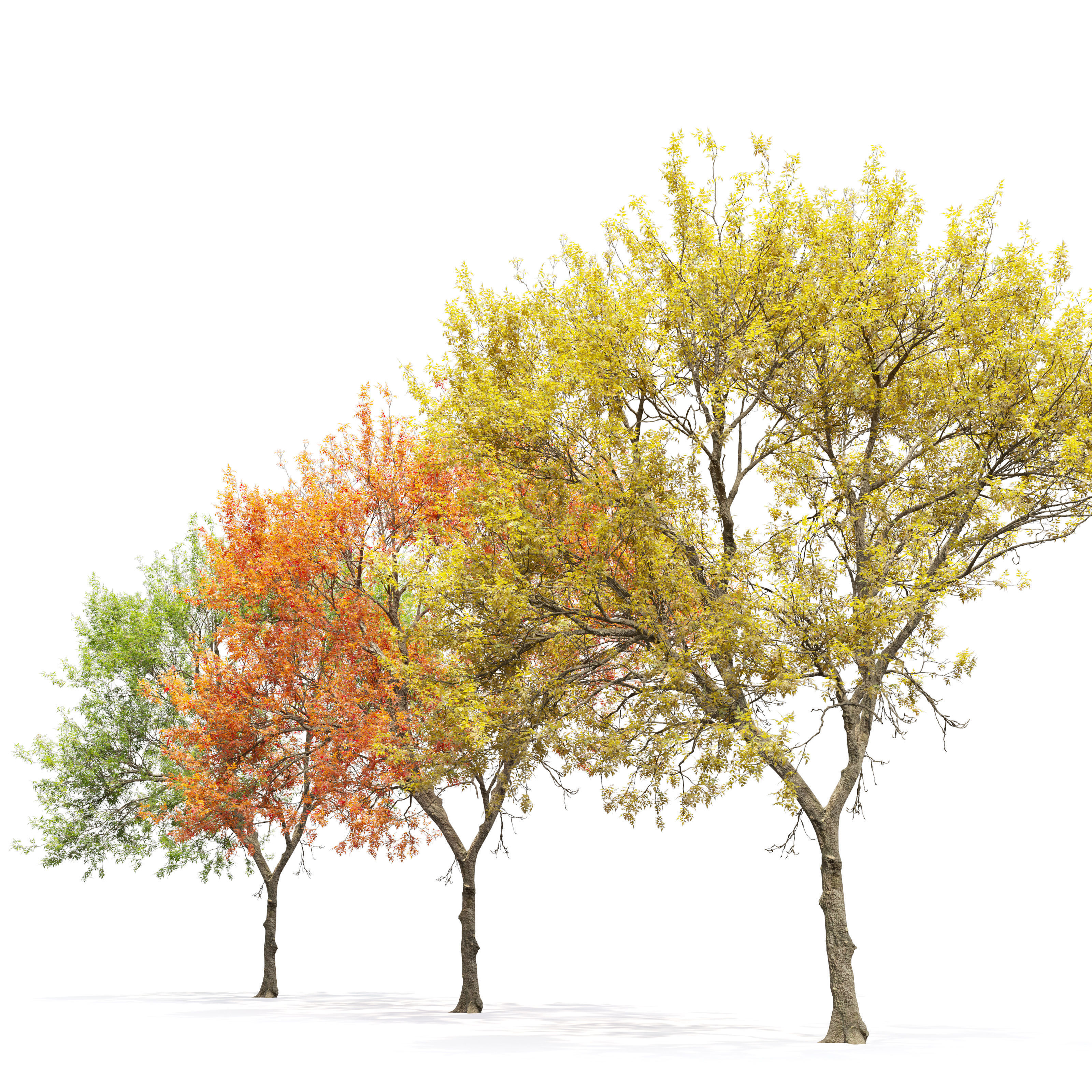 Fraxinus mandschurica 04 3D model_4